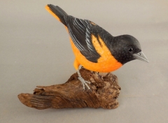 Baltimore Oriole by Mike Szela N3