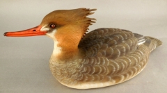 Red Breasted Merganser Hen by Ed Bowler