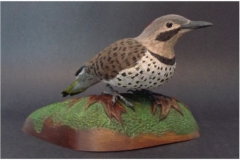 Northern Flicker by Brian Dent