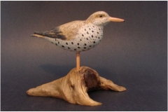 Spotted Sandpiper by Brian Dent