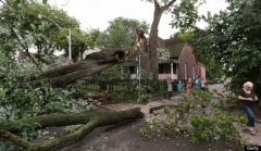 o-MAPLE-LEAF-FOREVER-TREE-570