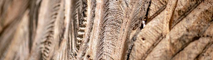 clubs-header700x200 Wood Carvers