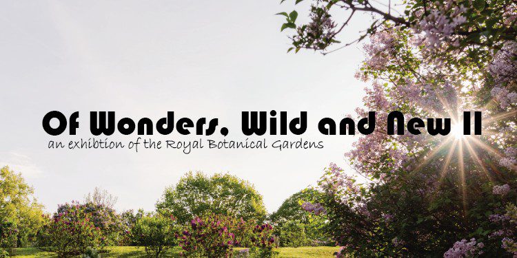 Of Wonders – Wide (2)